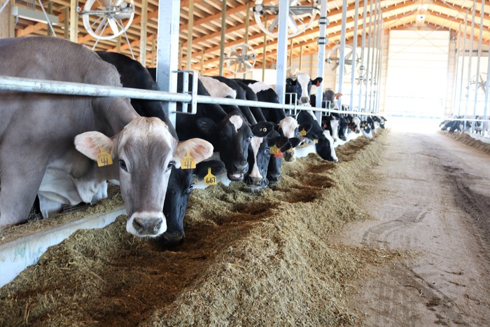 Dairy Cows